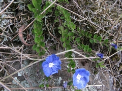 Evolvulus bogotensis