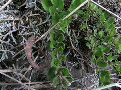 Evolvulus bogotensis