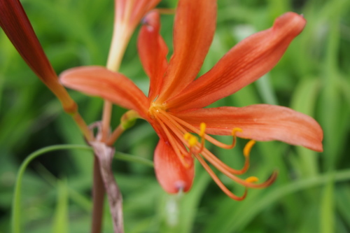Orange spider lily (Lycoris sanguinea)