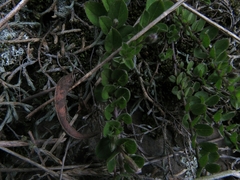 Evolvulus bogotensis