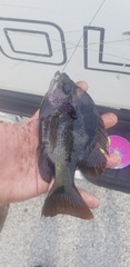 Lepomis macrochirus purpurascens