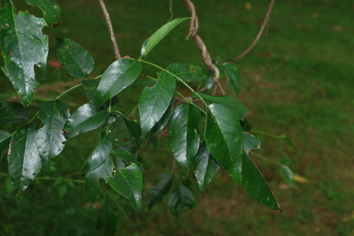 Image of Pandorea floribunda by (c) Greg Tasney, some rights reserved (CC BY-SA)