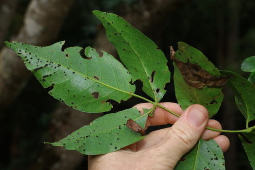 Image of Pandorea floribunda by (c) Greg Tasney, some rights reserved (CC BY-SA)