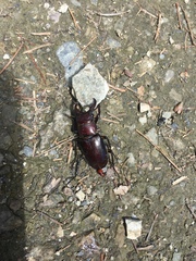 Lucanus kanoi ogakii