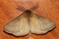 Phyllalia patens