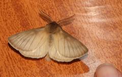 Phyllalia patens