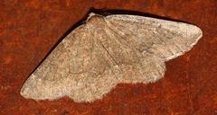 Drepanogynis miltophyris
