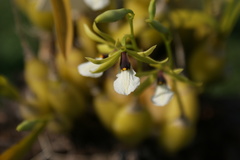 Prosthechea micropus