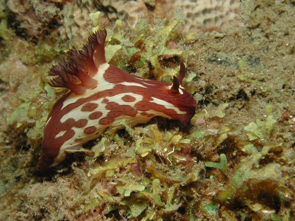 Nembrotha mullineri