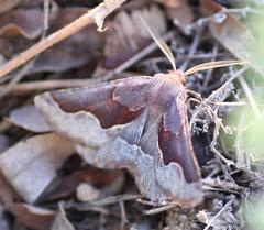 Drepanogynis ectoglauca