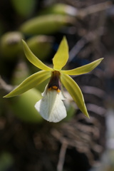 Prosthechea micropus