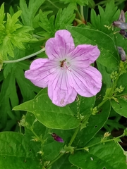 Geranium yesoense yesoense