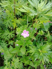 Geranium yesoense yesoense