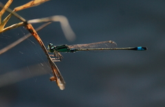 Ischnura senegalensis