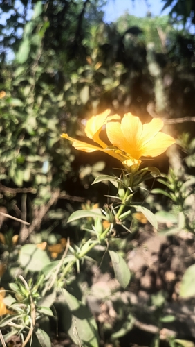 Image of Barleria prionitis by (c) phiroza, some rights reserved (CC BY)