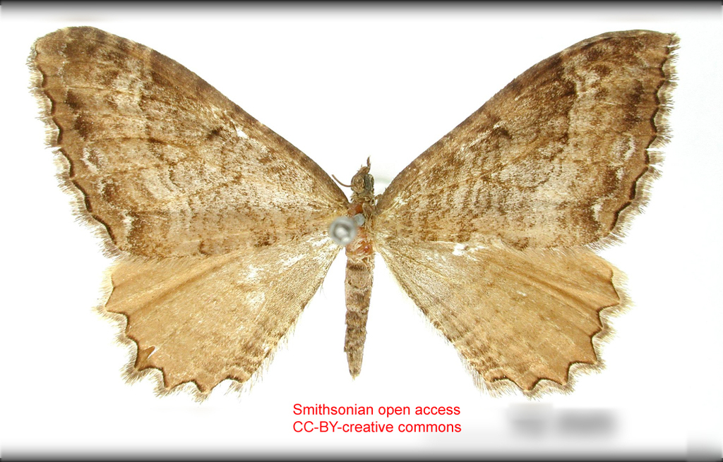 Rheumaptera cupreipennis