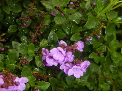 Prostanthera melissifolia, photograph (c) Bryce Watts-Parker, some rights reserved (CC BY)