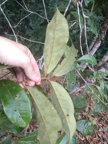 Aniba rosodora