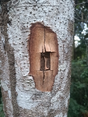 Aniba rosodora, photograph Guillaume Delaitre, CC BY, iNaturalist via GBIF