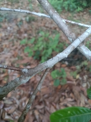 Aniba rosodora, photograph Guillaume Delaitre, CC BY, iNaturalist via GBIF