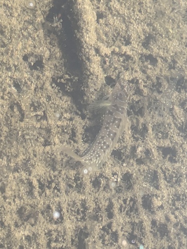 Peacock Blenny (Salaria pavo)