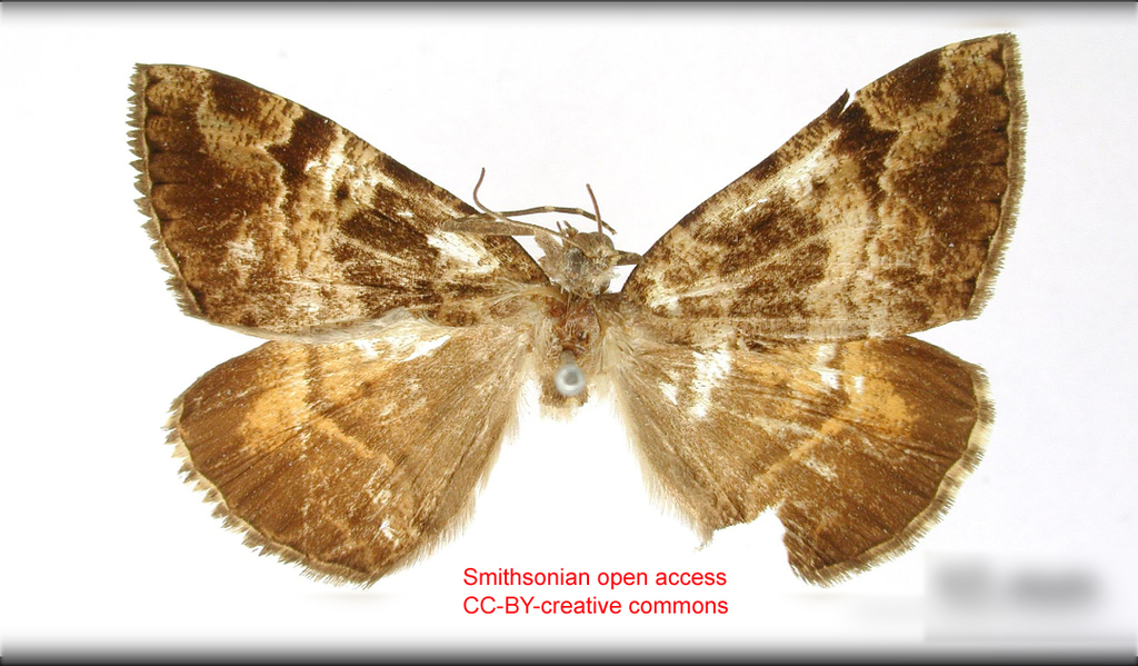 Incalvertia valdiviana