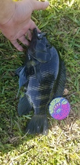 Heterotilapia buettikoferi
