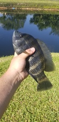 Heterotilapia buettikoferi