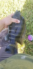 Heterotilapia buettikoferi