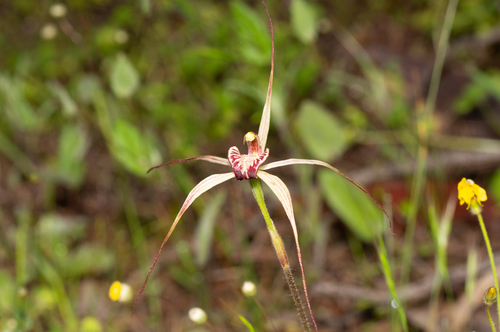 Image of Caladenia radialis by (c) Jeremy Jones, some rights reserved (CC BY)