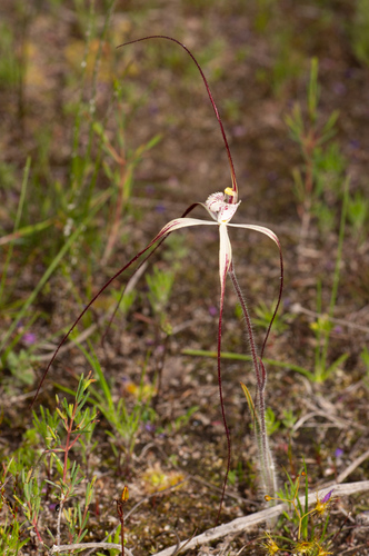 Image of Caladenia pendens by (c) Jeremy Jones, some rights reserved (CC BY)