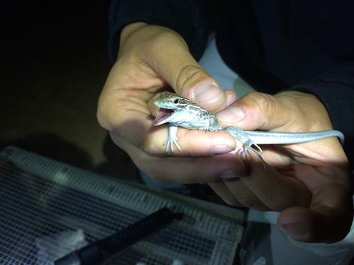 Plateau Striped Whiptail, Petrified Forest National Park, Chambers, AZ, US, photo 5 of 10