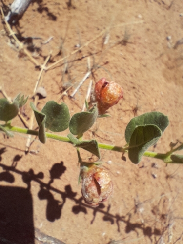 Image of Purple Desert Bean (Otoptera burchellii) by no rights reserved