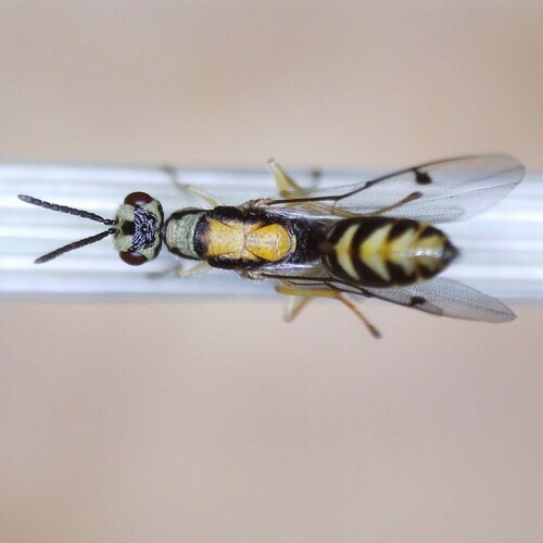 Fir Seed Chalcid Wasp