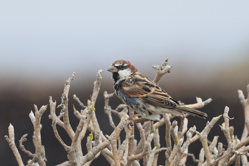 Spanish Sparrow (Passer hispaniolensis), photo 3