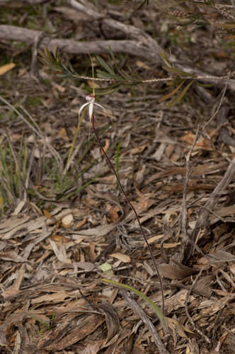 Image of Caladenia splendens by (c) Jeremy Jones, some rights reserved (CC BY)
