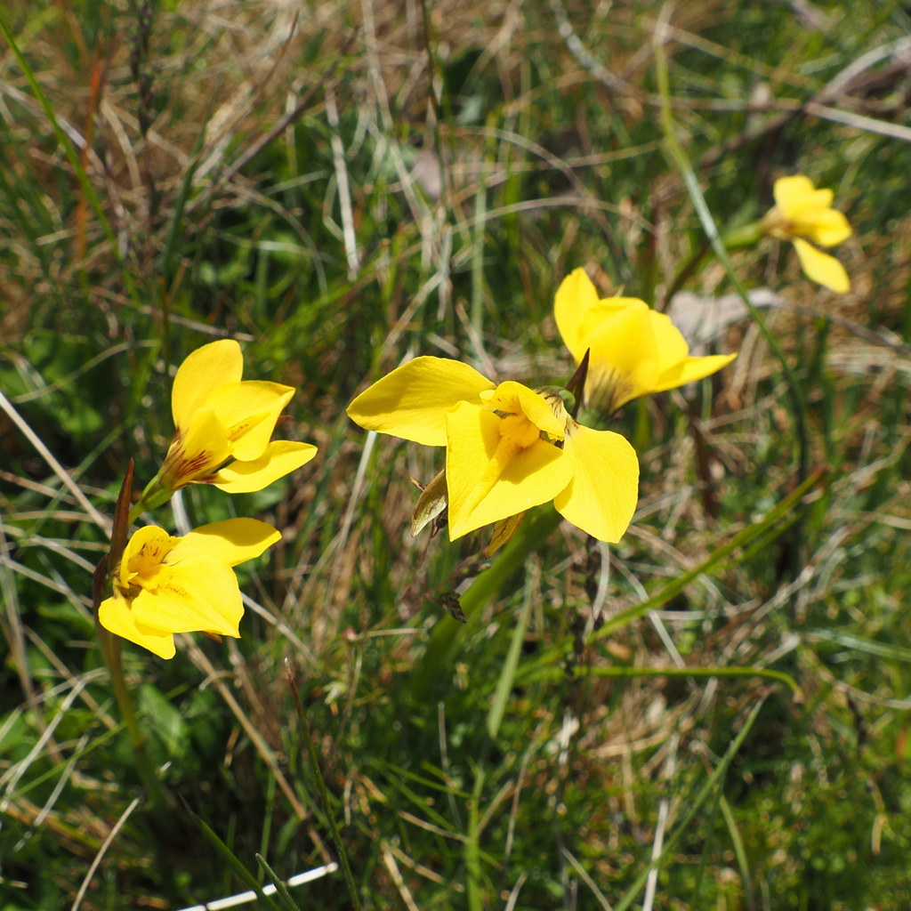 Diuris monticola