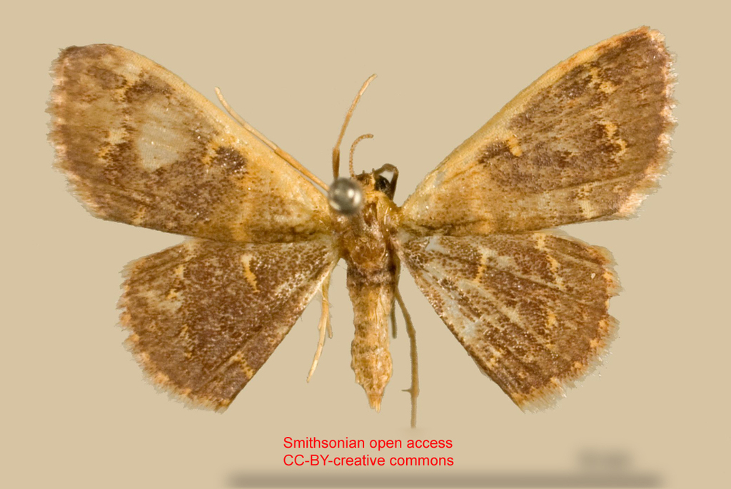 Leptostales penthemaria