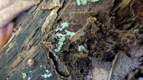 Trichoderma