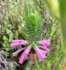 Erica abietina
