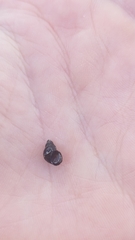 Semisulcospiridae