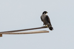 Falco peregrinus