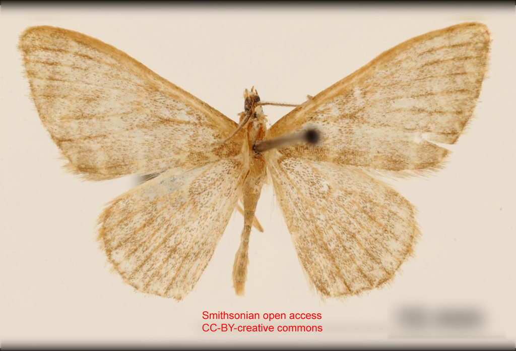 Leptostales rectimargo