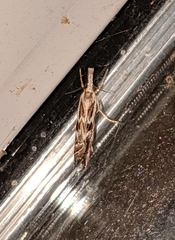 Catoptria oregonicus