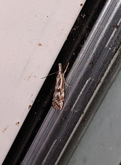 Catoptria oregonicus