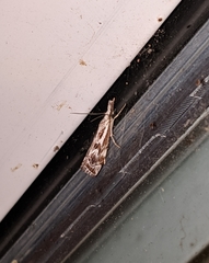 Catoptria oregonicus