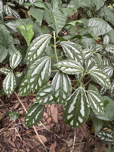 Image of Pilea cadierei by (c) Caleb Catto, some rights reserved (CC BY)
