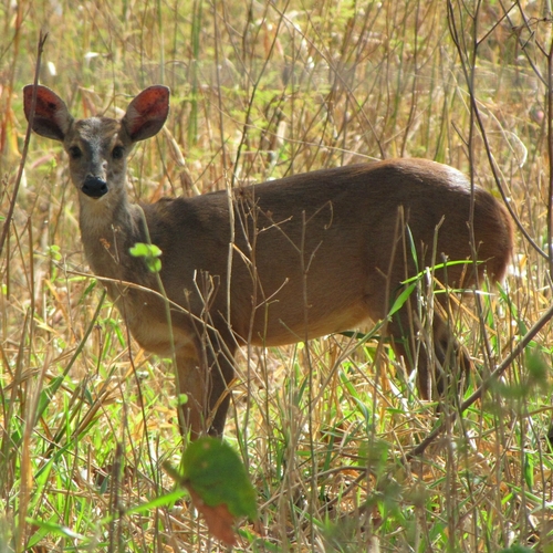 Southern Brown Brocket