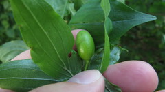 Cornus mas