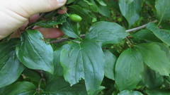Cornus mas